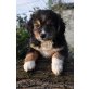 Emily und Emiro, Beaglemixwelpen Welpen - Hündin