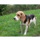 Emma, Beagle - Hündin