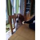 Emma, Beagle - Hündin