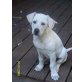 Emma, Berta, Paulchen, Momo, Daphne, Darbie, Mischung aus 6 Rassen - Hündin