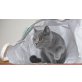 Emma, Britisch Kurzhaarkatze - Katze