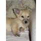 Emma, Chihuahuamix - Hündin