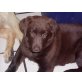 Emma, Deutscher Schäferhund-Labrador SchäferDore Welpen - Hündin