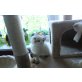 Emma, Emilia, Britisch Kurzhaarkatze - Katze