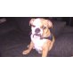 Emma, Englische Bulldogge - Hündin