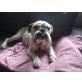 Emma, Englische Bulldogge - Hündin