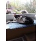 Emma, Europäische Kurzhaarkatze - Katze