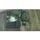 Emma, Europäische Kurzhaarkatze - Katze