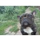Emma, Französische Bulldogge - Hündin