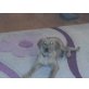 Emma, Golden Retriever/Appenzeller Welpen - Hündin