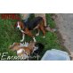 Emma, Jugoslawischer Laufhund - Hündin