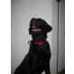 Emma , Labrador Retriever Welpen - Hündin