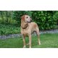 Emma, Labradormix - Hündin