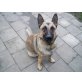 Emma, Malinois - Hündin