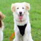 Emma, Maremmano - Setter Mischling - Hündin