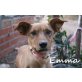 Emma, Mischling - Hündin