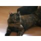 Emma, Norwegische Waldkatze - Katze