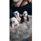 Emma, Paula, Bella, Englische Bulldogge Welpen - Hündin