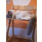 Emma, Ragdoll - Katze