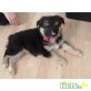 Emma, Spitz Mischling sucht neues Zuhause - Hündin