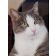 Emma, ein Neuanfang wäre eine tolle Sache - Katze