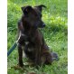 Emma, kleiner Mix - Hündin