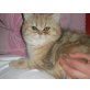 Emma of danube valley, Britisch Kurzhaarkatze - Katze