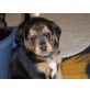 Emmet, Beagle und Pinscher - Rüde