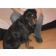 Emmet, Rottweiler Rüde - Rüde