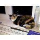 Emmi, Emmi sucht ein zu Hause - Katze