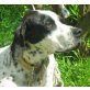 Emmi, Pointer-Mix - Hündin