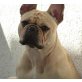 Emmy, Französische Bulldogge - Hündin