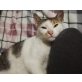 Emona, Mischling - Katze