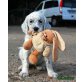 Emry, Ellos, Endora und Esme, English Setter Welpen - Rüde