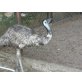 Emu - weiblich