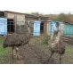 Emu - weiblich