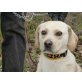 Endo, Labrador-Mischling - Rüde