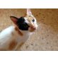 Endora, Endora, so wunderschön und einsam - Katze