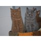 Energy, Britisch Kurzhaarkatze - Katze