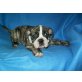 Engländer-Baby Atze, Bulldog Welpen - Rüde