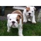 Englisch Bulldog Welpen, Englische Bulldogge - Hündin