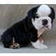 Englisch Bulldog welpen, Englische Bulldogge - Hündin