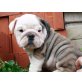 Englisch Bulldogge Welpen - Rüde