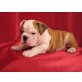 Englisch Bulldogge Welpen - Rüde