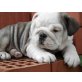 Englisch Bulldogge Welpen - Rüde