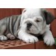 Englisch Bulldogge Welpen - Rüde