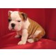  Englisch Bulldogge Welpen - Rüde