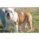 Englisch Bulldogge Welpen  - Rüde