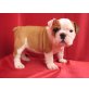 Englisch Bulldogge Welpen - Rüde