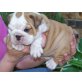 Englisch Bulldoggen Welpen, Englische Bulldogge - Rüde
